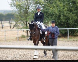 dressage horse Scotch 57 (German Sport Horse, 2019, from Speedway 7)