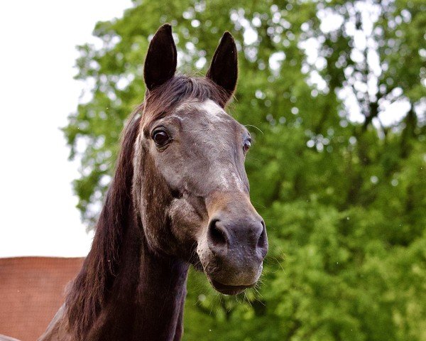 Pferd Peppi (Westfale, 1997, von Polygraf)