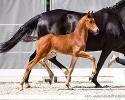 dressage horse Freigold (Hanoverian, 2022, from Freigeist)