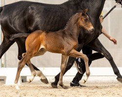 dressage horse Feyer´s Star (Hanoverian, 2023, from Freigeist)