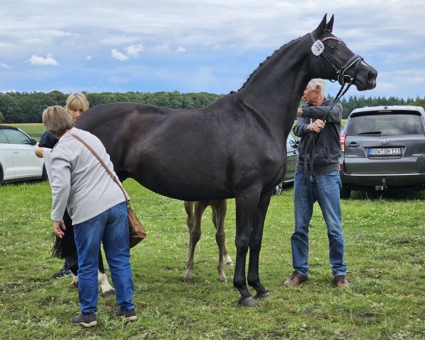 Zuchtstute Danira (Hannoveraner, 2009, von Danone II)