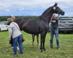 broodmare Danira (Hanoverian, 2009, from Danone II)