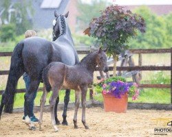 foal by Feenherz (Hanoverian, 2024, from Freigeist)