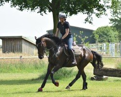 Dressurpferd Vulkan (Hannoveraner,  , von Vaderland OLD)