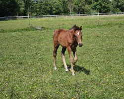 Fohlen von Cashino (Deutsches Reitpony, 2024, von Champ de Luxe)