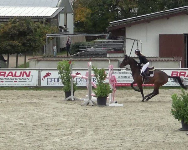 Reitturnier Achern 2024