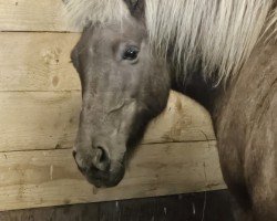 broodmare Silfrá frá Miðey (Iceland Horse, 2007)