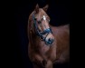 dressage horse J.D.J.'S Cash (Nederlands Welsh Ridepony, 2007, from Wester Aikema's Cedric)