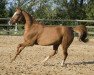 dressage horse Desperado 230 (German Riding Pony, 2005, from Deister)