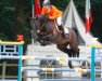 jumper Kantunaro (Oldenburg show jumper, 2004, from Kannan)