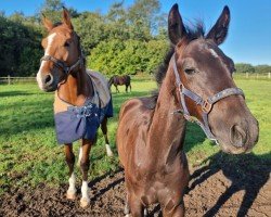 foal by Fabulous Giant (Oldenburg show jumper, 2024, from For Planet)