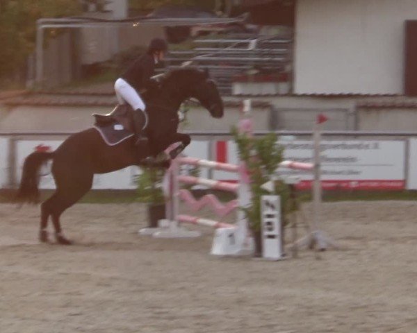 Reitturnier Achern 2024