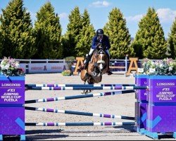 jumper Pampero (Oldenburg show jumper, 2010, from Chacco-Blue)