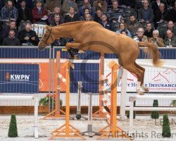 jumper Opium vd Bisschop (Belgian Warmblood, 2014, from Hunters Scendro)