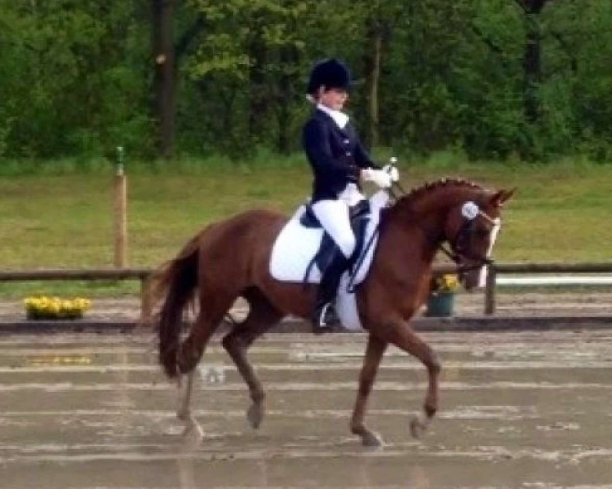 Dressurpferd Nanu-Nana S (Deutsches Reitpony, 2007, von Don't Worry Be Happy)