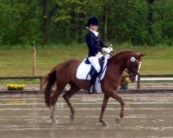 dressage horse Nanu-Nana S (German Riding Pony, 2007, from Don't Worry Be Happy)