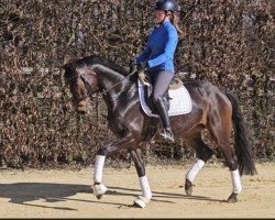 dressage horse Juicy Beat D (Oldenburg, 2018, from For Romance II)