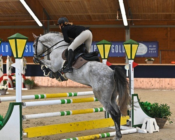 Springpferd Chiron 4 (Österreichisches Warmblut, 2017, von Caretto 14)