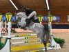 jumper Chiron 4 (Austrian Warmblood, 2017, from Caretto 14)