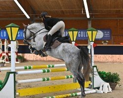 jumper Chiron 4 (Austrian Warmblood, 2017, from Caretto 14)