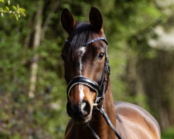 dressage horse No Limit M (German Riding Pony, 2015, from Nemax)