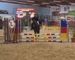 jumper Juliette (Welsh-Pony (Section B), 2018, from Paddock Chevalier)