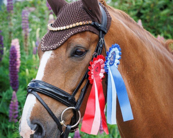 dressage horse Henry (Westphalian, 2015, from Sir Heinrich OLD)