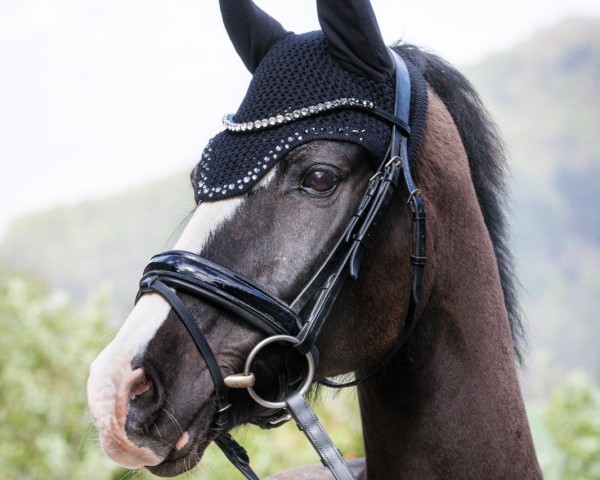 dressage horse Winchester Delight (German Riding Pony, 2004, from Windsor N)