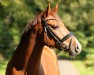 dressage horse Be My Michel (German Riding Pony, 2018, from Be Happy)