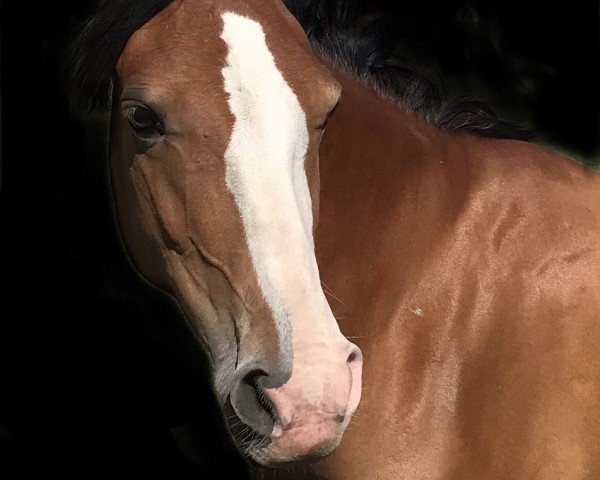 dressage horse Vaiana (German Riding Pony, 2020, from Vancouver)