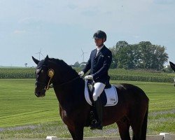 dressage horse Delgado 78 (Oldenburg, 2018, from Diamond Hit)