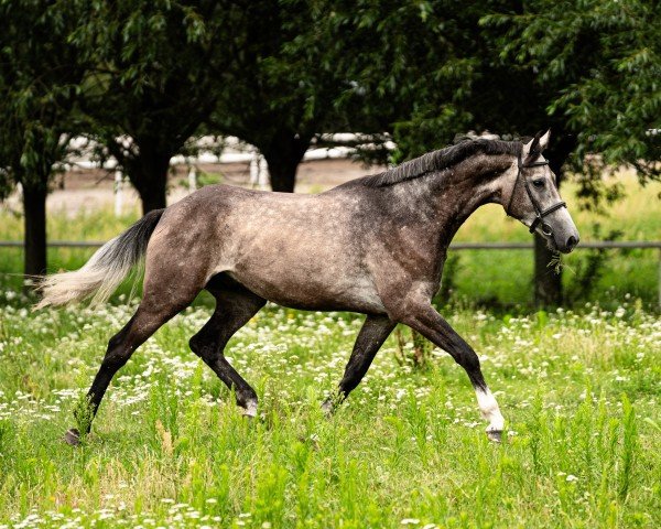 Springpferd Nabucco (Polnisches edles Halbblut, 2020, von Zinadine)