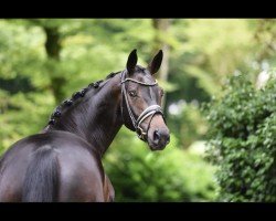 dressage horse Little Lady 258 (Hanoverian, 2020, from Le Formidable)