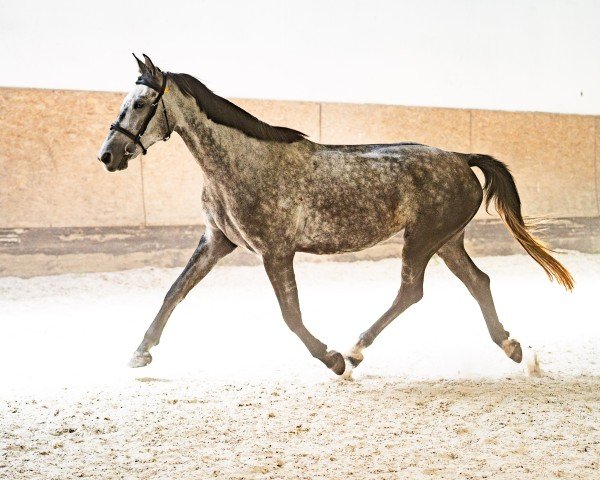 Springpferd Iberia (Polnisches edles Halbblut, 2020, von SANDRO JUNIOR)