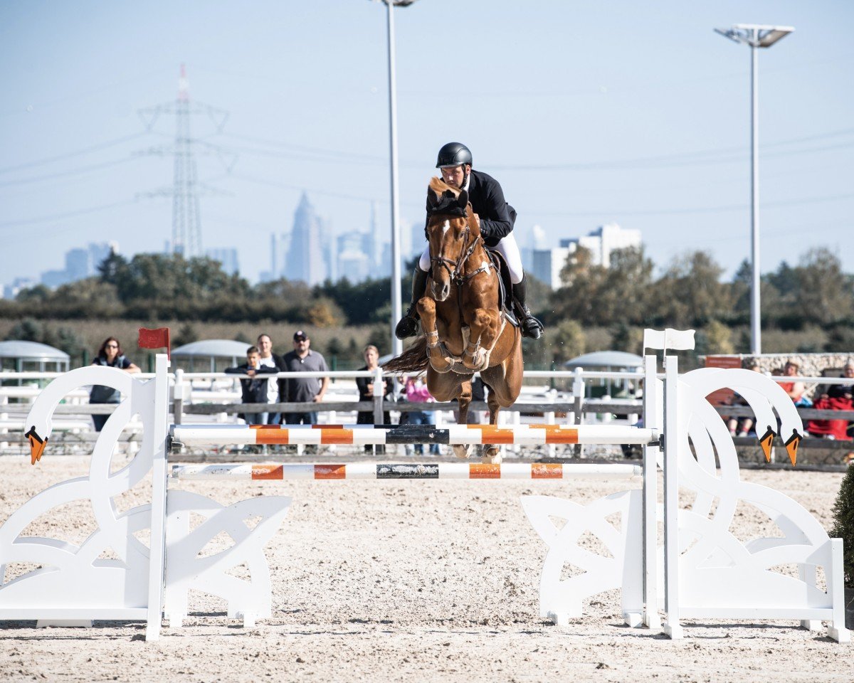 jumper Chances (Oldenburg show jumper, 2014, from Cador 5)