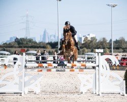 jumper Chances (Oldenburg show jumper, 2014, from Cador 5)