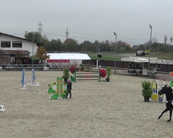 Reitturnier Achern 2024