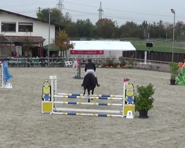 Reitturnier Achern 2024