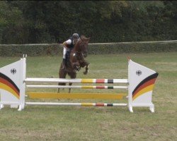 jumper Simply Red (German Sport Horse, 2014, from Samenco II K)