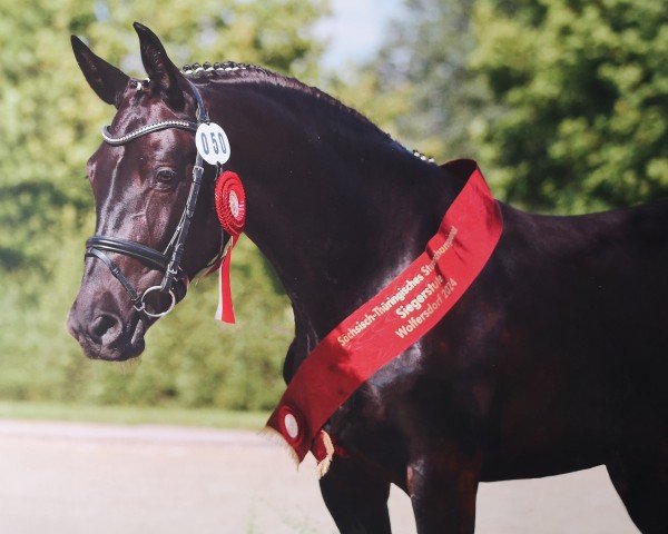 Pferd Blanka (Schweres Warmblut, 2021, von Lombard 195)