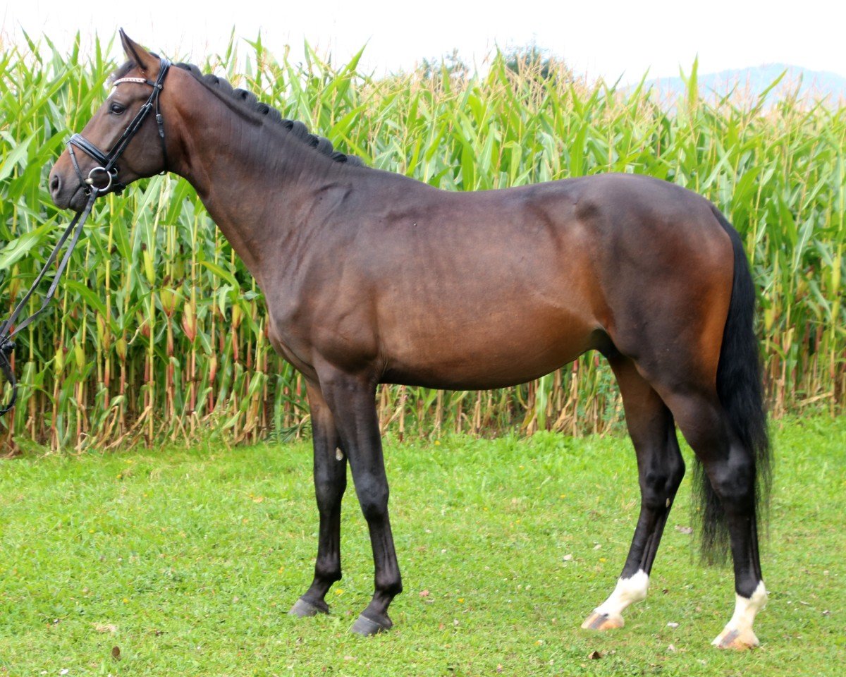 Springpferd Fiano 12 (Schweizer Warmblut, 2018, von Feinrich)