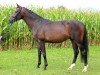 dressage horse Fiano 12 (Swiss Warmblood, 2018, from Feinrich)