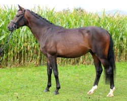 horse Fiano 12 (Swiss Warmblood, 2018, from Feinrich)