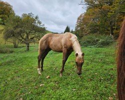 Pferd Holly (Quarter Horse, 2024)