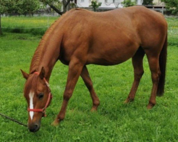 Zuchtstute Rien Marker Haida (Quarter Horse, 2012)