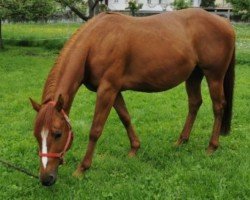 Zuchtstute Rien Marker Haida (Quarter Horse, 2012)