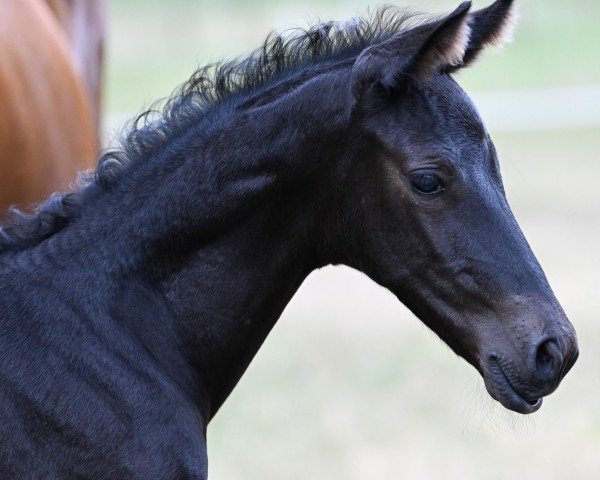 dressage horse Duke von Helium (Trakehner, 2022, from Helium)