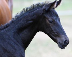 Pferd Duke von Helium (Trakehner, 2022, von Helium)