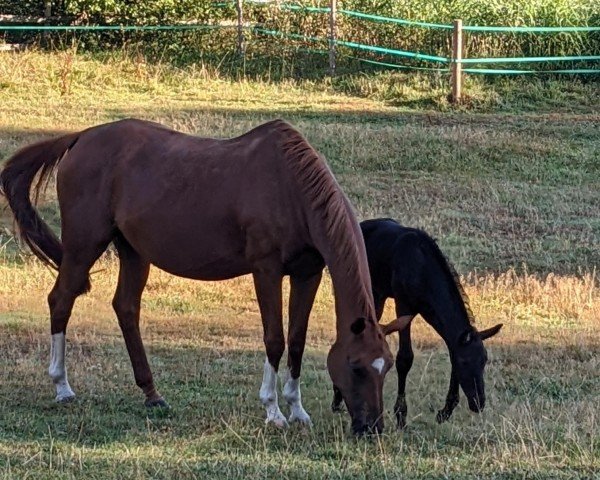 broodmare Dornröschen 99 (Trakehner, 2001, from Angard)