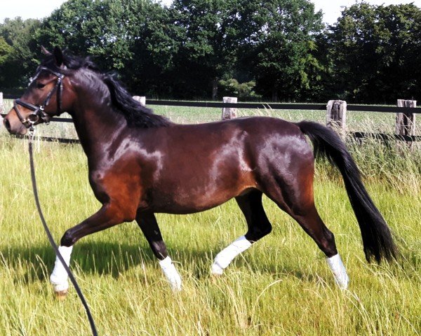 Dressurpferd Duke 347 (Deutsches Reitpony, 2016, von Dance Star AT)